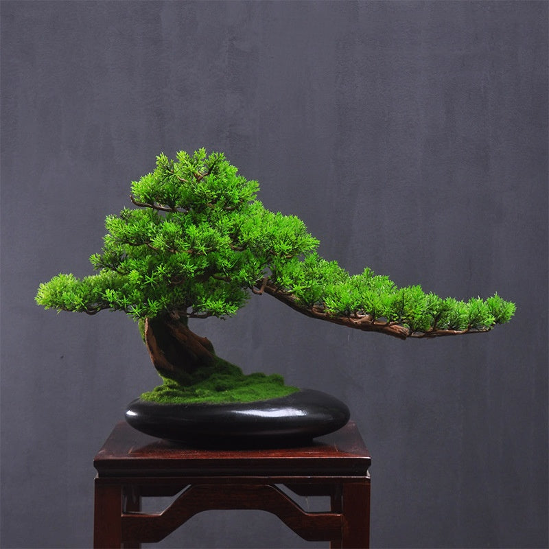 Welcoming Pine Bonsai Tree
