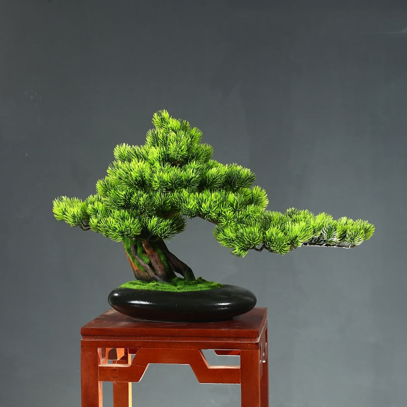Welcoming Pine Bonsai Tree