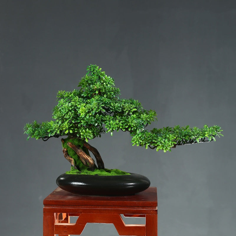 Welcoming Pine Bonsai Tree