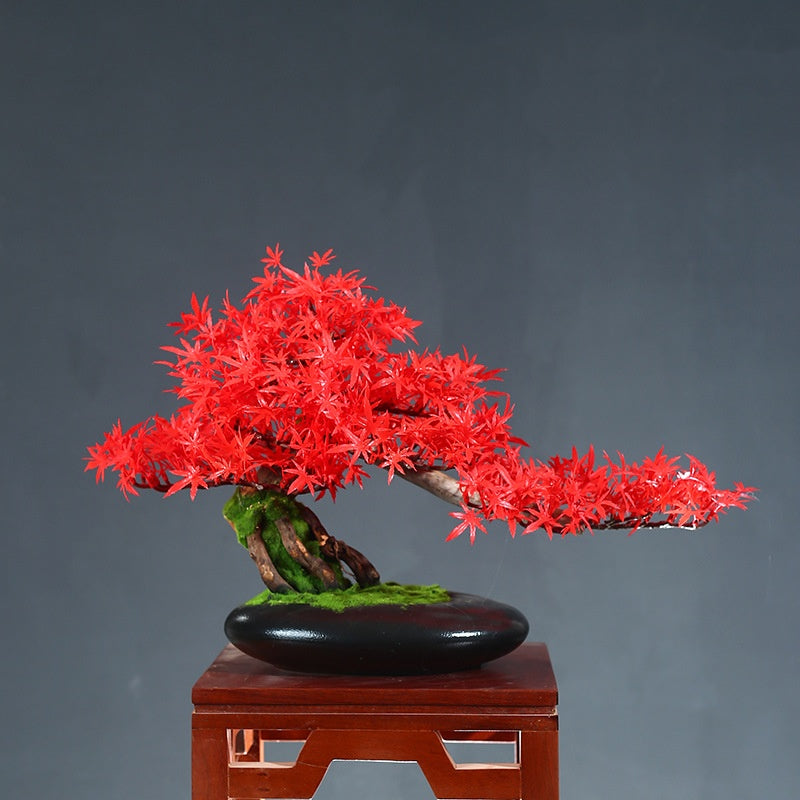 Welcoming Pine Bonsai Tree