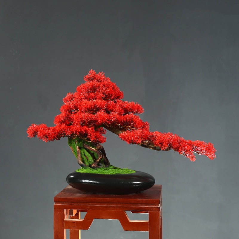 Welcoming Pine Bonsai Tree