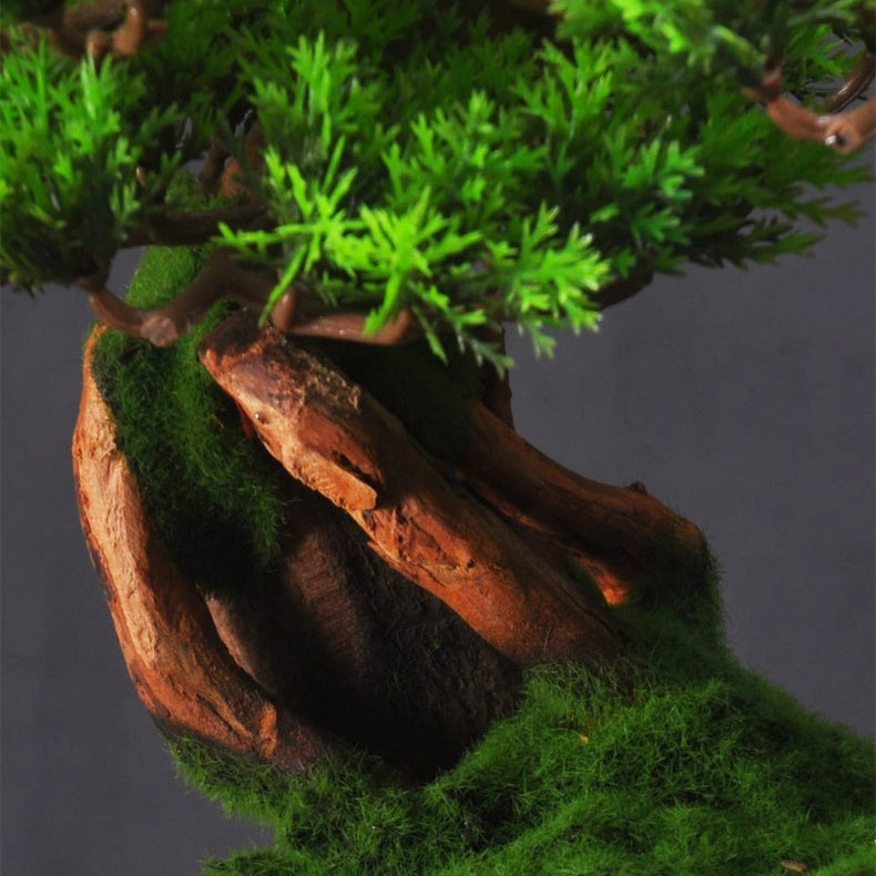 Welcoming Pine Bonsai Tree