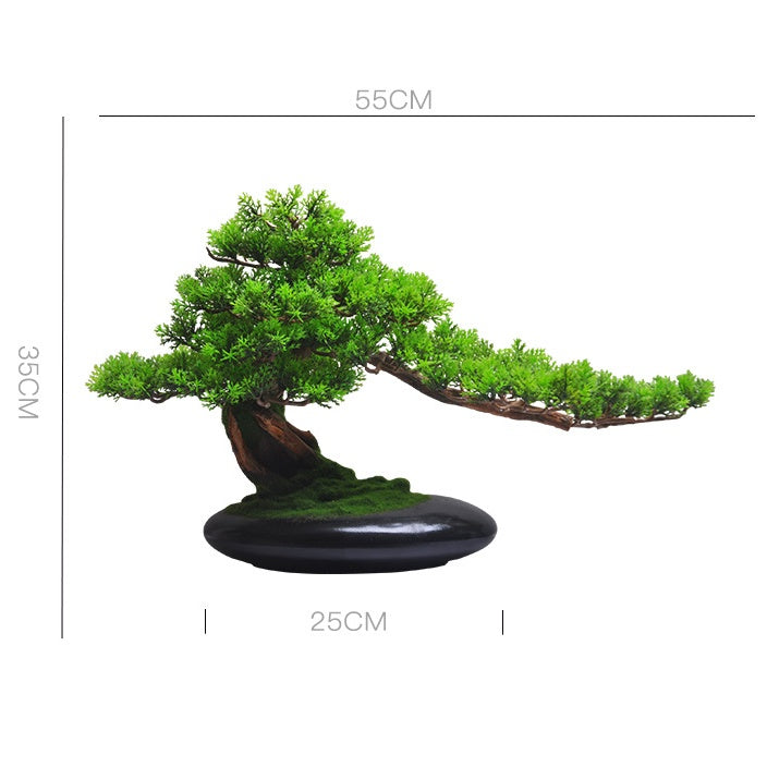 Welcoming Pine Bonsai Tree