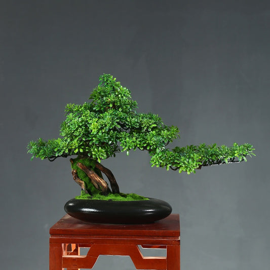 Welcoming Pine Bonsai Tree